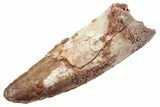 Fossil Spinosaurus Tooth - Real Dinosaur Tooth #360193-1
